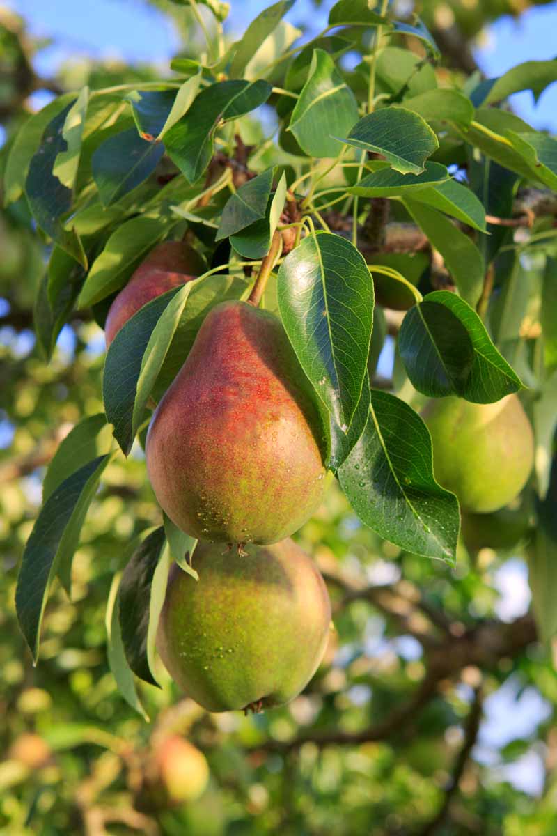 垂直关闭梨成熟树的照片,几乎已经准备好收获,见光阳光蓝天的背景。