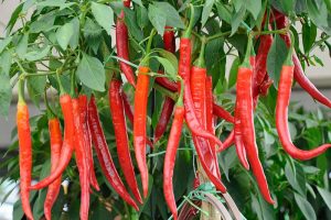 近距离的水平图像，红辣椒成熟，准备收获生长在一个院子里的罐子里，照片的背景是软焦点。