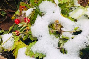 一棵草莓植物在一层薄薄的雪下生长的近距离水平图像。