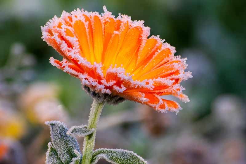 一个近距离的水平图像，一个明亮的橙色花覆盖在霜拍摄在一个软焦点背景。