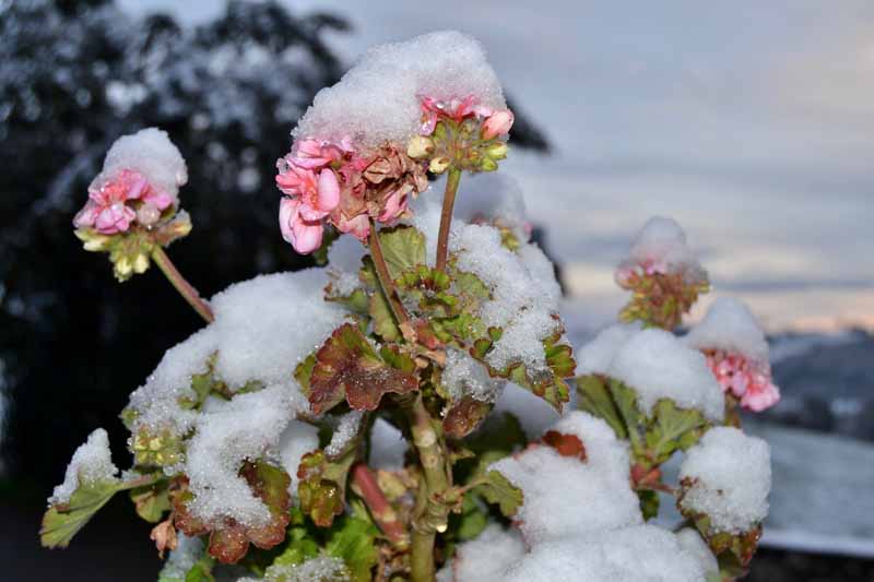 天竺葵属植物的近水平形象x hortorum植物覆盖着一层积雪软焦点的背景图。