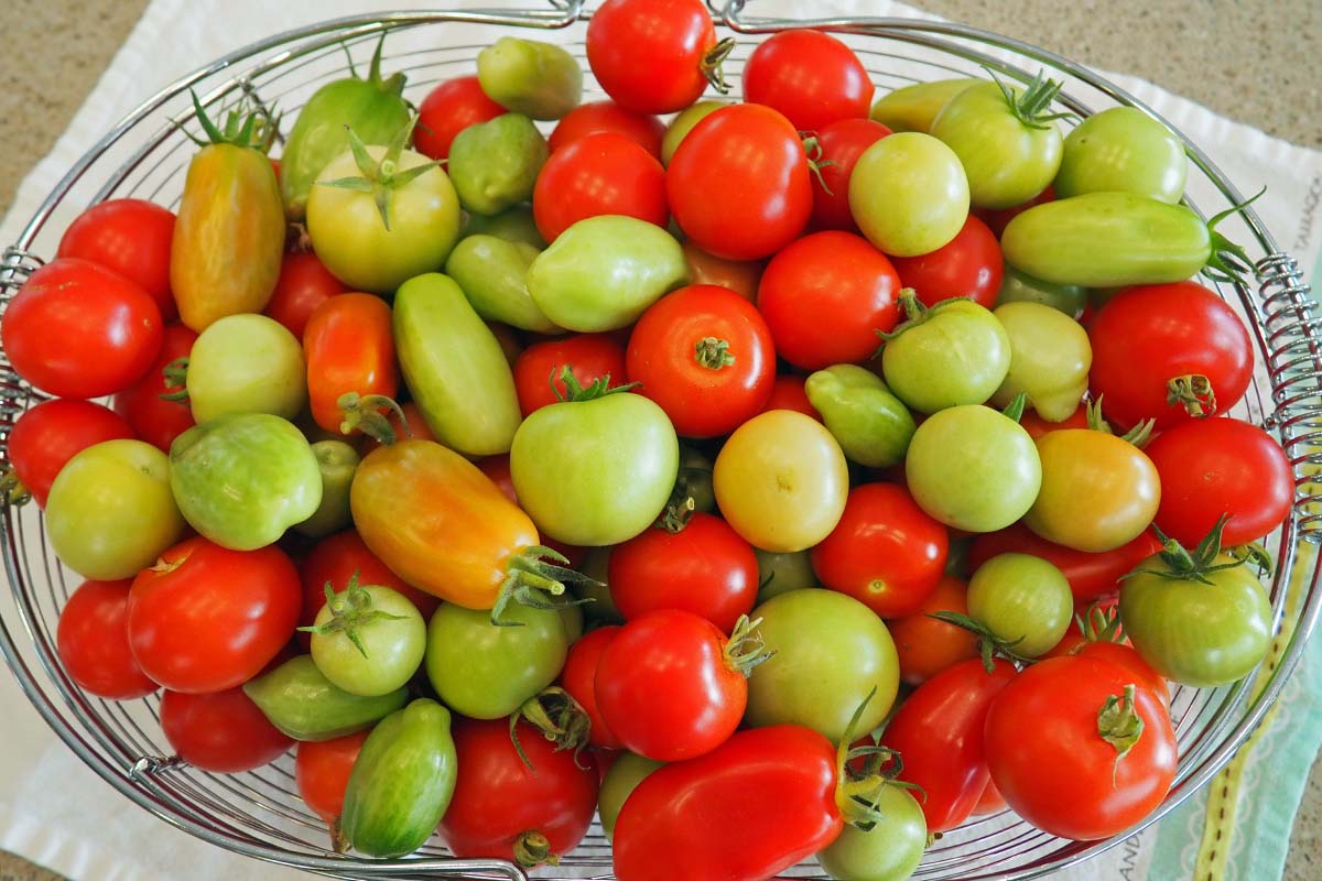关闭水平金属丝篮子的图片包含的红色,成熟的西红柿和绿色未成熟的果实上设置一块布在台面。