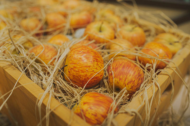 木箱的近水平形象包含新鲜收获新鲜苹果长期存储包围稻草,软焦点的背景图。