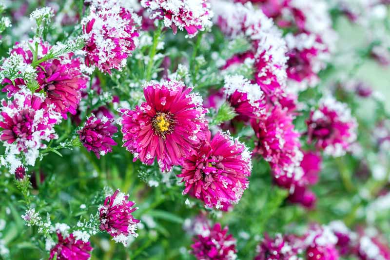 一个近距离的水平图像的粉红色菊花生长在花园与霜冻植物。BOB体育APP苹果下载