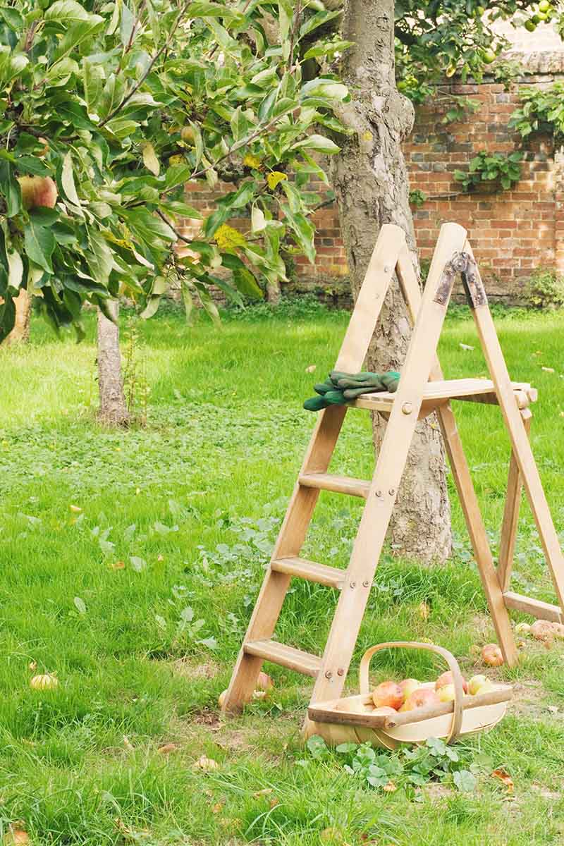 垂直的形象一个果园木梯设置对树有绿色园艺手套响在顶部。在后台是草坪和砖围墙。