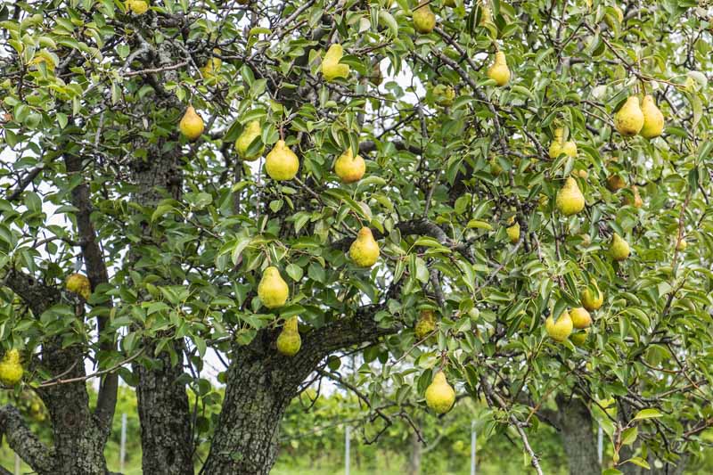 近水平形象的梨树生长在一个家果园装满水果的采摘。