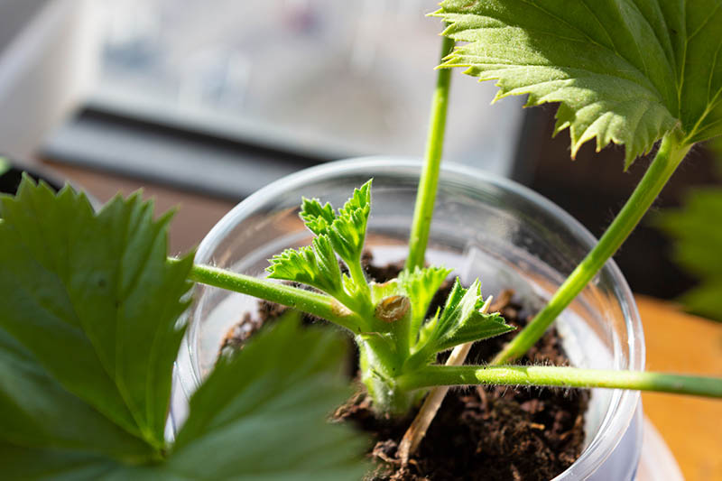 这张近距离的水平图像显示，在过滤过的阳光下，种植在小玻璃罐中的天竺葵扦插上形成了新的生长。