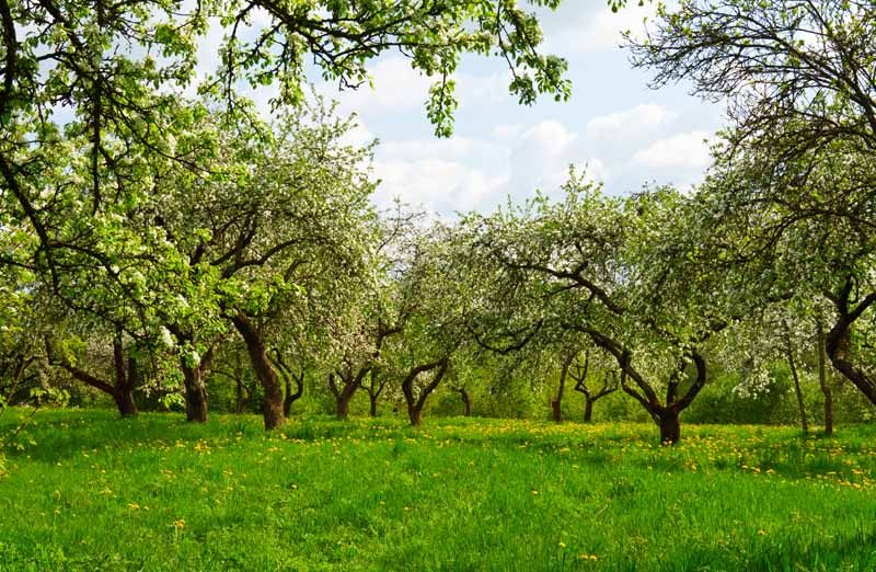 水平的形象,一个成熟的梨果园大树盛开和蓝天的背景。