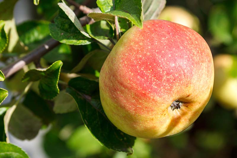 关闭水平的成熟,成熟苹果皮肤黄色和红色,亮绿色叶包围,软焦点的背景图在明亮的阳光下。