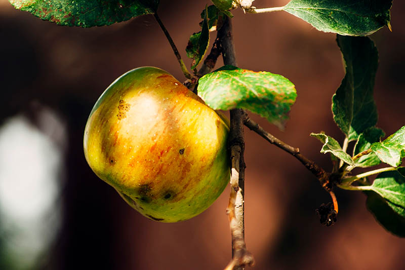关闭水平一个果子挂在树的形象,患有疾病,造成皮肤黑色的斑点,在背景光过滤阳光照在软焦点图。