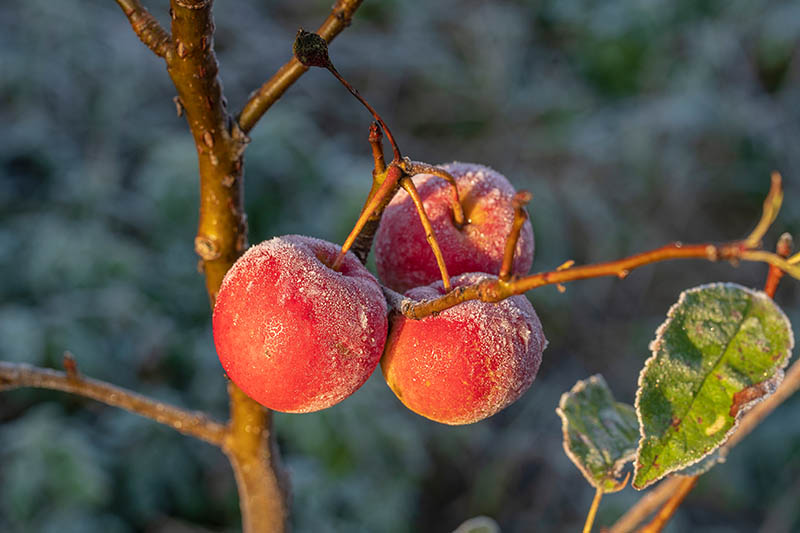 密切的横向图像的一个分支树有三个红色的成熟的果实覆盖在一个隔离霜,在背景光阳光照在软焦点图。