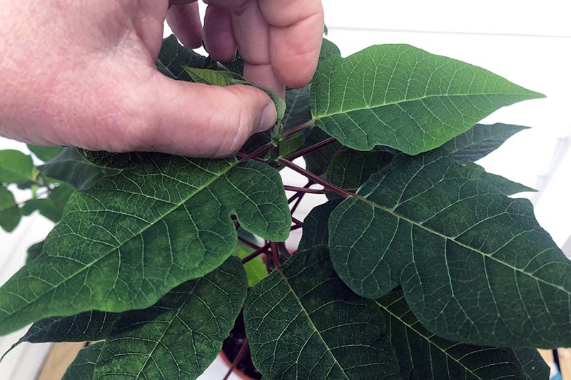 近水平形象的一只手从左边框架的掐掉越来越多的小费从植物软焦点的背景图。