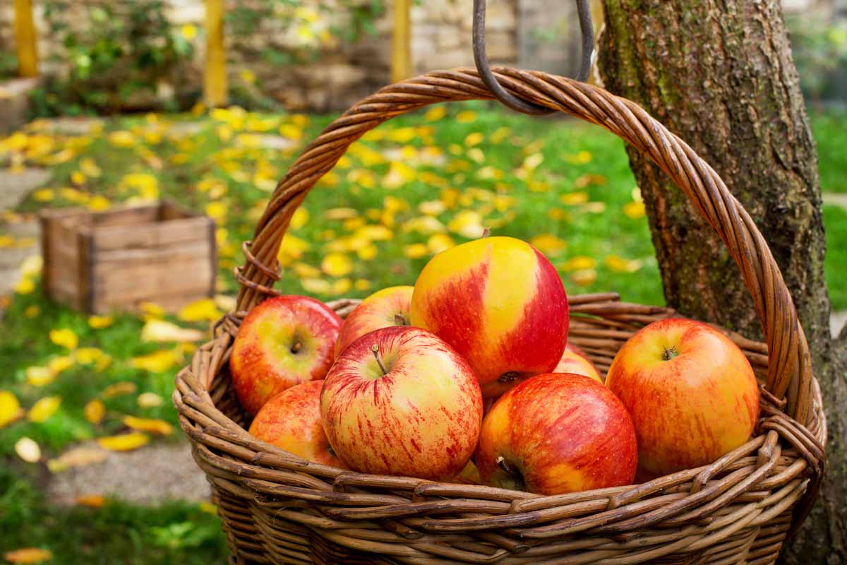 密切的横向图像一篮子装满成熟,新收获苹果的一棵大树上。