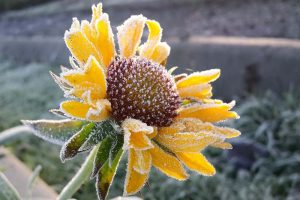 一个近距离的水平图像，明亮的黄色花覆盖在一层薄薄的霜，在柔和的焦点背景下，在阳光下拍摄。