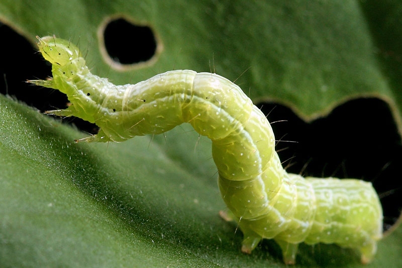 的近水平形象Trichoplusia倪幼虫沿着一片树叶和咀嚼洞。