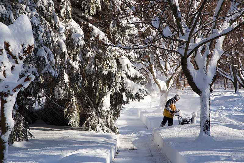 这是一幅水平图像，显示的是冬天的雪景，一个人在阳光下清理树木周围的小径。