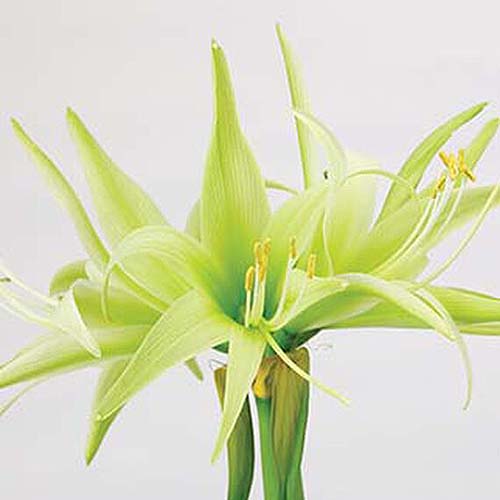 一个近距离的正方形图像的淡绿色花的Hippeastrum 'Evergreen拍摄在白色背景。