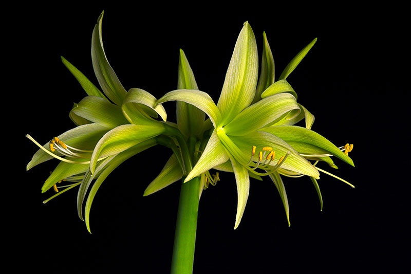 黑色背景下的Hippeastrum“Evergreen”的近距离水平图像。