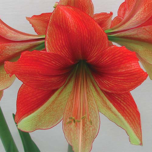 Hippeastrum“对半”的近距离正方形图像，红色和黄色的双色花瓣在柔和的焦点背景下拍摄。