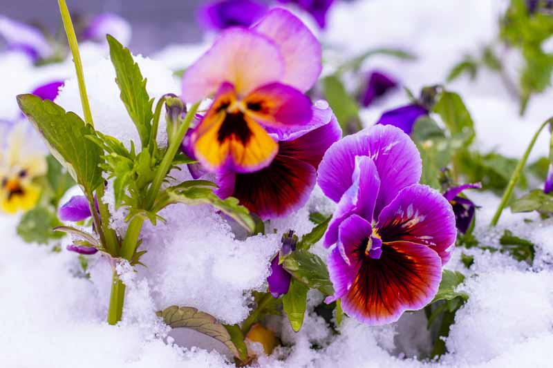 一个近距离的水平图像，明亮的紫色和橙色的双色花生长在雪地上，在柔和的焦点背景下拍摄。