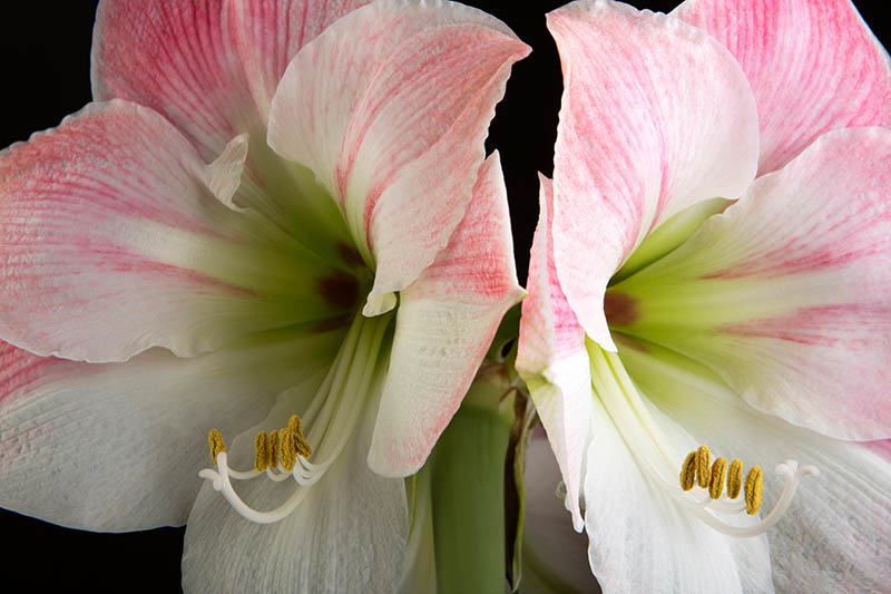 近距离的两朵孤挺花，部分粉红色和奶油色。