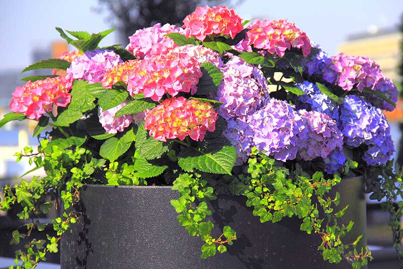 近距离水平图像的深灰色播种机与亮蓝色和粉红色的花朵在明亮的阳光下拍摄的软焦点背景。