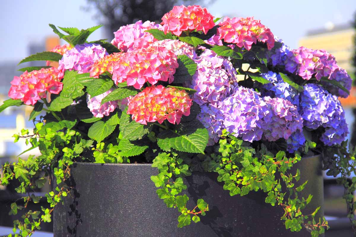深灰色的种植园主的近水平形象着明亮的蓝色和粉红色的花朵在软焦点的背景图在明亮的阳光下。