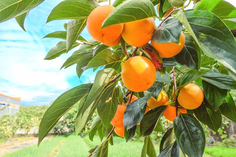 近水平形象的水果在树上成熟的橙色柿蒂中乌索见蓝天,软焦点的背景。