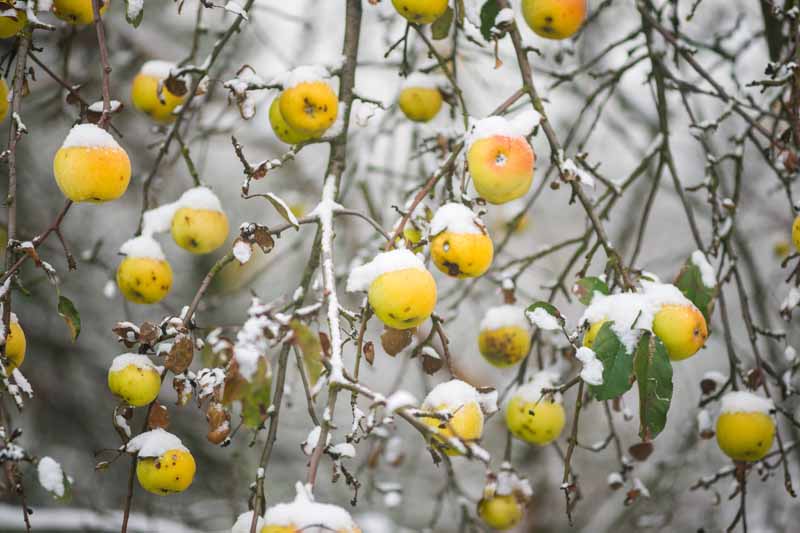 一棵苹果树在冬天的近距离水平图像，树枝上有雪，果实在软焦点背景下拍摄。