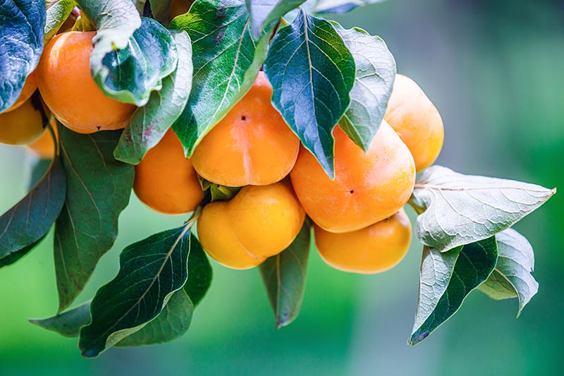 关闭水平成熟的形象,橙色柿子生长在树枝上软焦点的背景图。