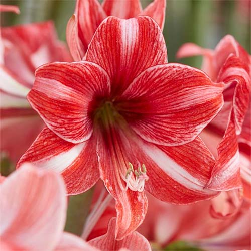 红白条纹Hippeastrum“睡衣派对”的近距离正方形图像，拍摄于软对焦背景下。