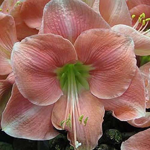 近距离拍摄的Hippeastrum“Rosalie”的正方形图像在软焦点背景下拍摄。