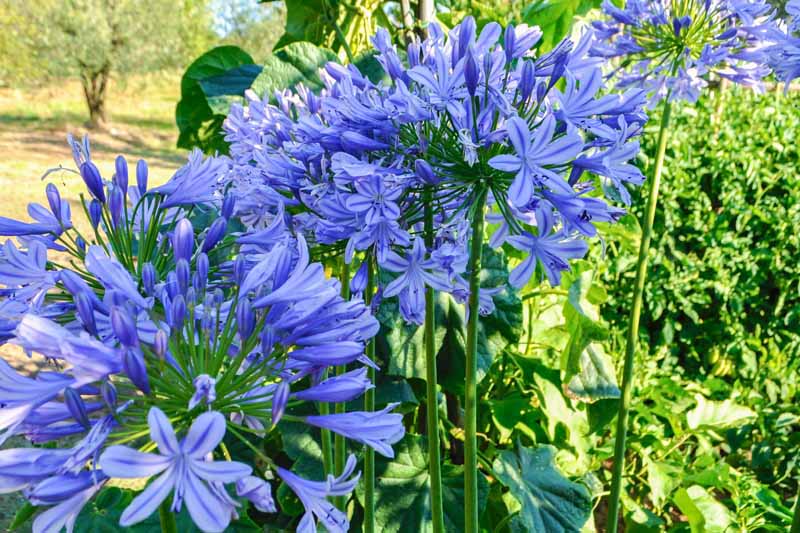 一个近距离的水平图像，亮蓝色的花朵生长在花园中，在柔和的焦点背景下拍摄。