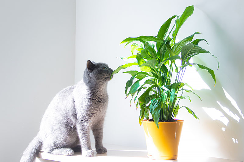 在明亮的阳光下，一只大灰猫在一个橙色容器里嗅着一株和平百合的叶子。