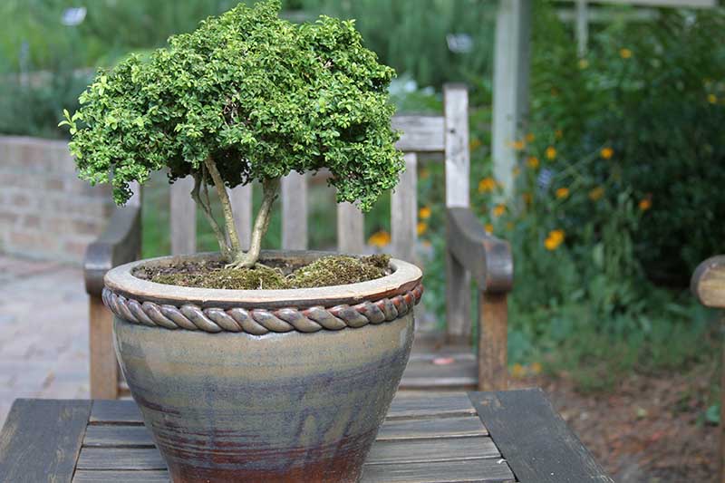 关闭水平图像盆栽盆景发辫的陶瓷容器上设置一个木制户外表,带花园的场景在软焦点的背景。