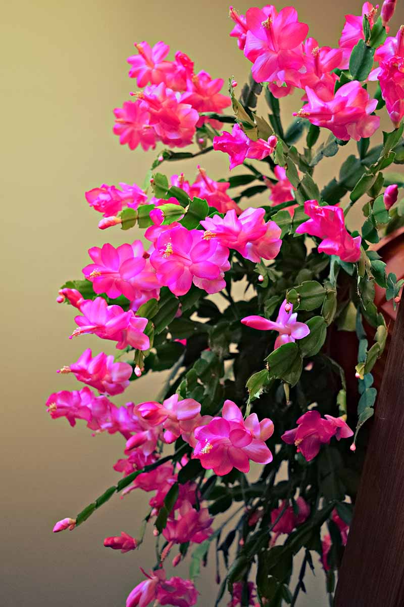 一个大的斯伦贝谢植物的近距离垂直图像，亮粉色的花朵在花盆的一侧层层叠叠，在软焦点背景下拍摄。