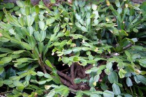 密切的横向图像Schlumbergera树叶软焦点的背景图。