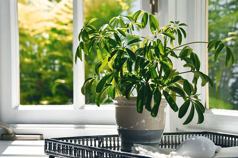 近水平形象的室内植物生长在托盘上的陶瓷锅旁边的一扇窗。