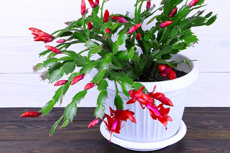 Schlumbergera的近水平形象与鲜红的花朵白罐上设置一个木制表面。