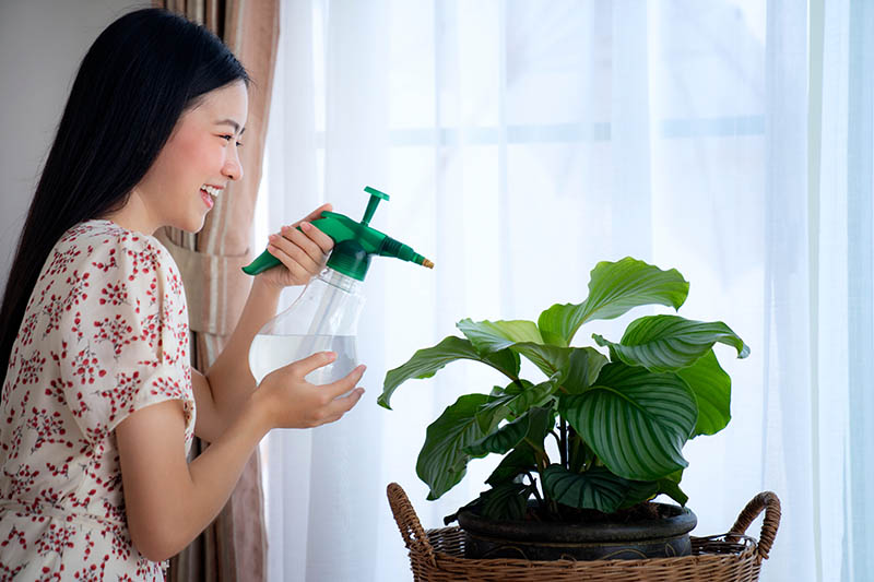 画面左侧的水平图像，一个女人用喷雾瓶喷洒在窗前花盆里的祈祷植物的叶子上。