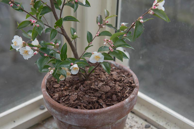 关闭水平图像小布什茶花开花生长在室内的红土。