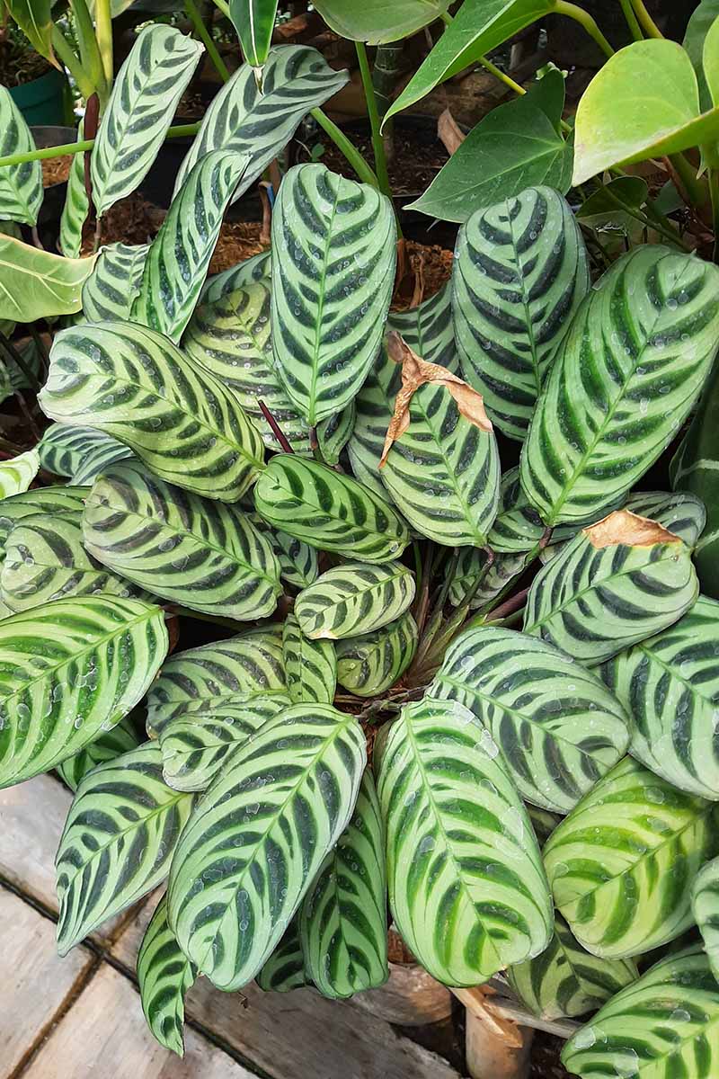 一个近距离垂直图像的calathea植物生长在户外的棕色尖端的叶子。