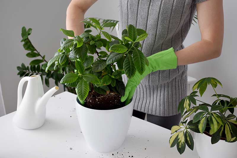关闭水平图像一个园丁的戴着手套的手把植物变成一个白色的小锅。