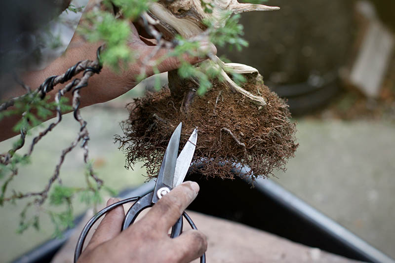 近水平形象的两只手盆景修枝剪刀切割移植前一种植物的根。
