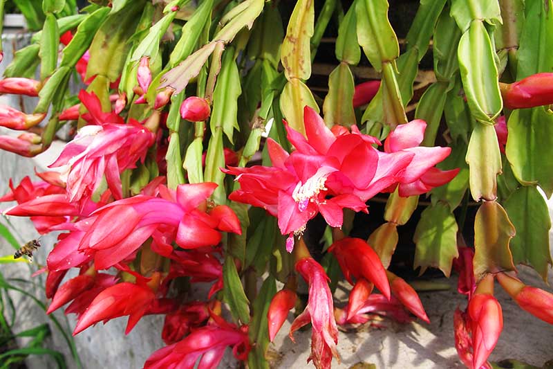 密切的横向图像与鲜红的花朵Schlumbergera图为混凝土容器根据阳光。