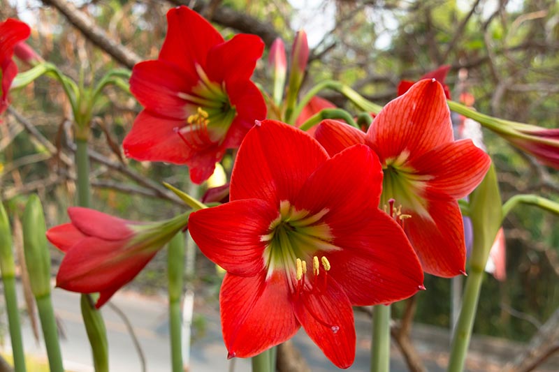 一个近距离的水平图像，鲜红色的海马菊花生长在一个软焦点背景拍摄的花园。
