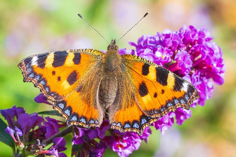 一个近距离的水平图像的蝴蝶喂养的花蜜紫色佛兰花描绘在一个软焦点背景。