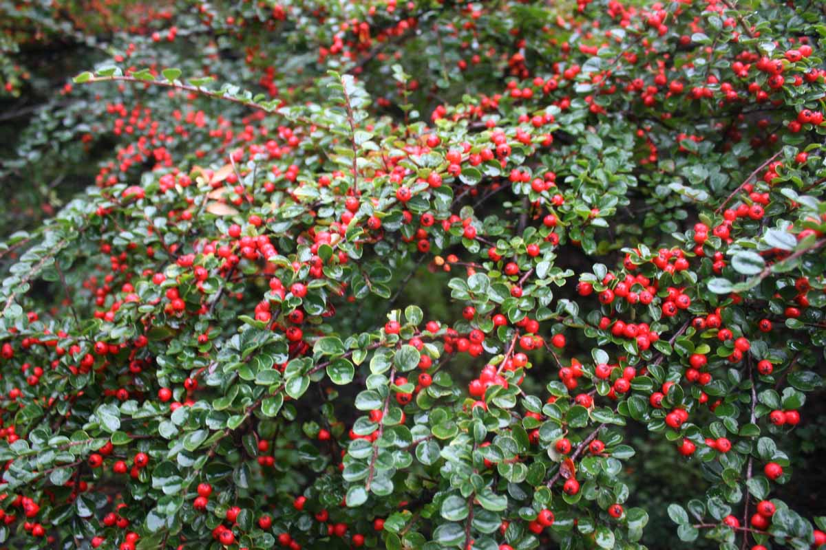 图像的光滑的绿色树叶和明亮的红色浆果的车轮棠灌木种植在花园里。