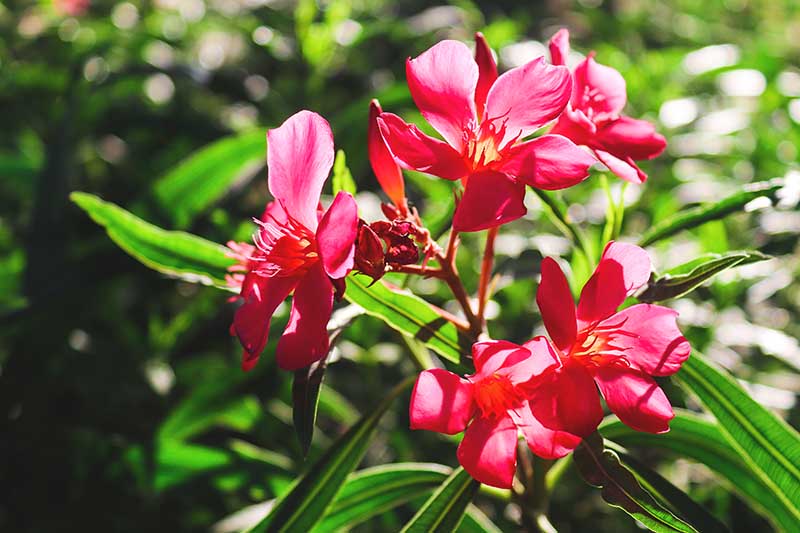 一个近距离的水平图像，鲜红色的夹竹桃花生长在明亮的阳光下，在一个柔和的焦点背景。
