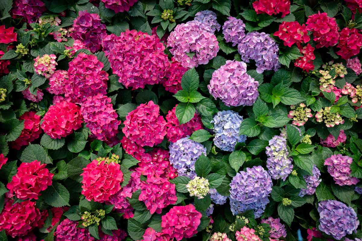 关闭水平的光辉形象在蓝色绣球花花,红色,粉色,紫色在夏季花园包围着深绿色叶。